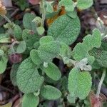 Cistus salviifolius Leaf