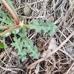 Taraxacum braun-blanquetii Leaf