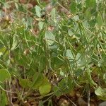 Coronilla scorpioides Habit