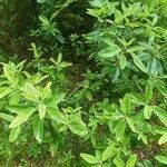 Rhododendron canadense Hoja