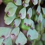 Adiantum venustum Fruit