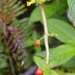 Besleria lutea Fruit