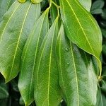 Cocculus laurifolius Leaf