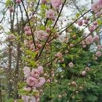 Prunus triloba Floro