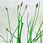 Eleocharis acicularis 花