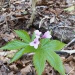 Cardamine pentaphyllos Квітка