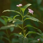 Lantana involucrata Kita