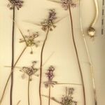 Allium savii Otro