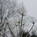 Heracleum sphondylium Sonstige