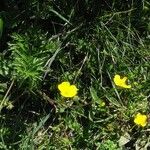 Ranunculus montanus Habit