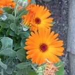 Calendula stellata花