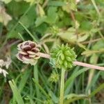 Ranunculus sardous Frukt