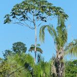 Cecropia peltata Lapas