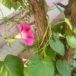 Ipomoea tricolorBloem