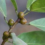 Ficus craterostoma Fruto