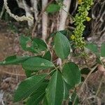 Nissolia fruticosa Leaf