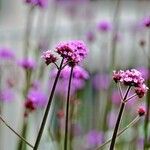 Verbena bonariensis Altro