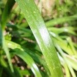 Hyacinthoides non-scripta Leaf