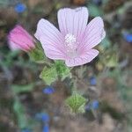 Malva hispanica फूल