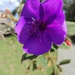 Pleroma urvilleanum Flower