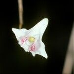 Dendrobium truncatum Çiçek