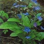 Omphalodes cappadocica Характер