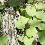 Doronicum columnae Hoja