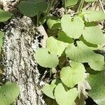 Doronicum columnae Leaf