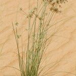 Cyperus conglomeratus عادت داشتن