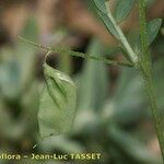 Vicia lentoides Gyümölcs