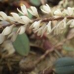 Bulbophyllum oxychilum ᱵᱟᱦᱟ