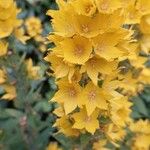 Lysimachia punctataFlower