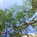 Juglans californica Leaf