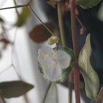 Gibasis pellucida Flor
