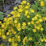 Saxifraga aizoidesBlüte