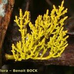 Arceuthobium azoricum その他の提案