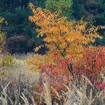 Oxydendrum arboreum Frunză