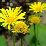 Doronicum orientale Mbuma