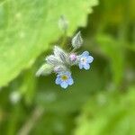 Myosotis arvensis Цвят