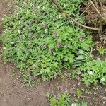 Corydalis cavaBlomma