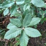 Notholithocarpus densiflorusLeaf