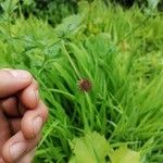 Geum macrophyllumഫലം