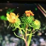 Grindelia integrifolia Fuelha