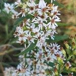 Symphyotrichum ericoidesFlower