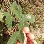 Desmodium incanum Leaf