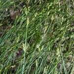 Carex remota Froito