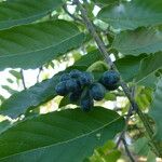 Cananga odorata Fruit