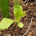 Lactuca sativa Leaf