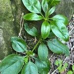 Rubia fruticosa Hoja