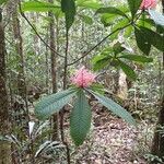 Tapeinosperma oblongifolium ᱛᱟᱦᱮᱸ